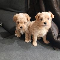 Maltipoo una femminuccia e un maschietto toy