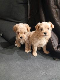 Maltipoo una femminuccia e un maschietto toy