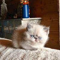 Exotic shorthair