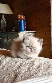 Exotic shorthair