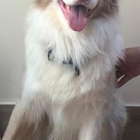 Border collie lilac merle disponibile per monte