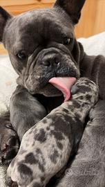 Ciccioli di Bulldog Framcese