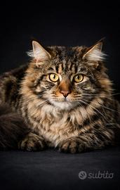 Gattina Maine Coon con pedigree