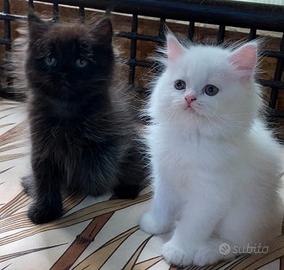 Gattini persiani normotipo maschio e femmina
