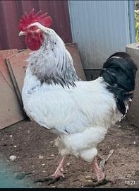 Galli