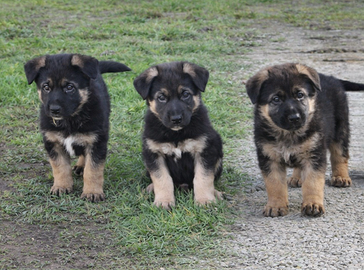 Cuccioli pastore tedesco
