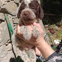 Cuccioli Lagotto Romagnolo