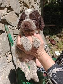 Cuccioli Lagotto Romagnolo