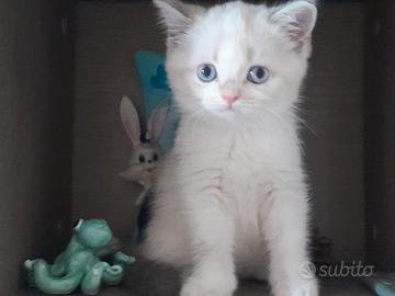 Scottish fold