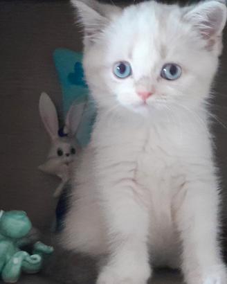 Scottish fold