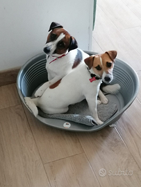 Cucciole di Jack Russell terrier