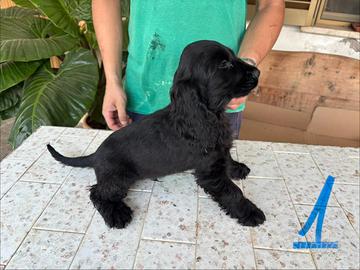 Cocker cuccioli