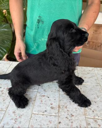 Cocker cuccioli