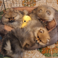Volpino di pomerania