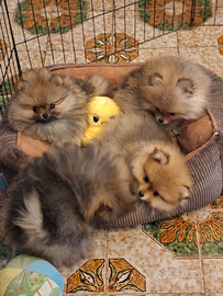 Volpino di pomerania