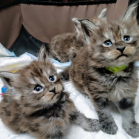 Cuccioli Maine Coon