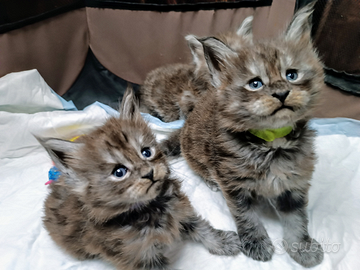 Cuccioli Maine Coon