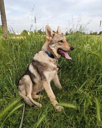 Cucciolo Cane Lupo Cecoslovacco