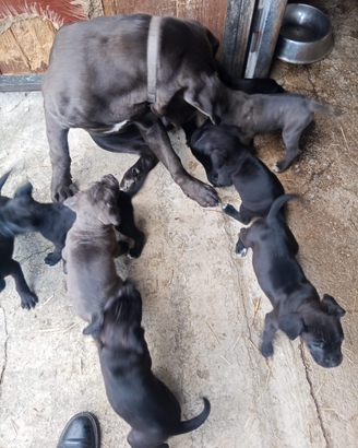 Cuccioli di Corso
