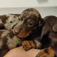 Cuccioli di bassotto arlecchino con pedigree ENCI