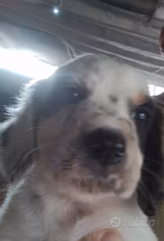 Cuccioli Setter Inglese tricolore