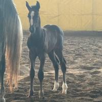 Puledri da salto ostacoli