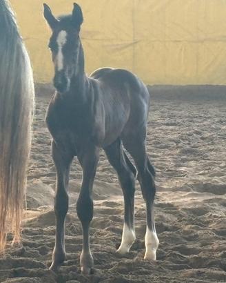 Puledri da salto ostacoli