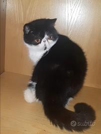 Cucciolona exotic shorthair femminuccia