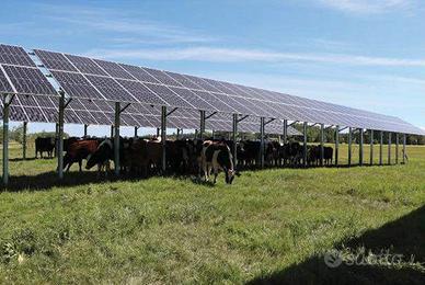 Cercasi terreno agricolo in affitto o vendita