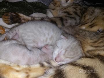 Cucciolo snow lynx bengal 