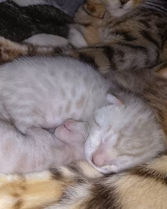 Cucciolo snow lynx bengal 
