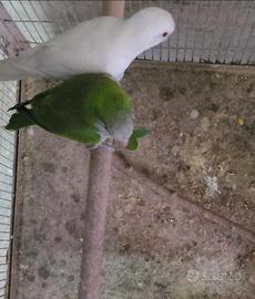 Coppia monaco albino x ancestrale