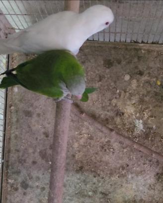 Coppia monaco albino x ancestrale