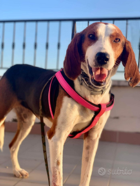 Cucciola di beagle harries in adozione