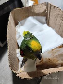 Animali