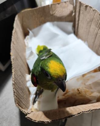 Animali