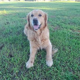 Goden Retriever