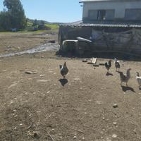 Galline tacchini