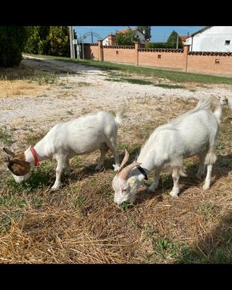 Coppia di capre