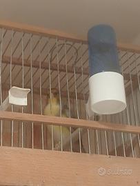 Incardellato di passata maestro