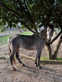 Cavallo arabo x appaloosa