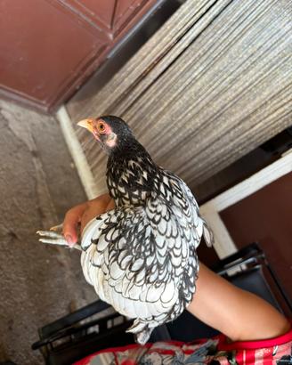 Gallina sebright