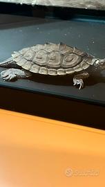Tartaruga