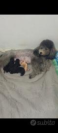 Cuccioli barboncino nano