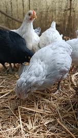 Araucana inglese e altre razze da uova colorate