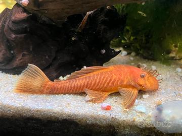 Ancistrus Red XL