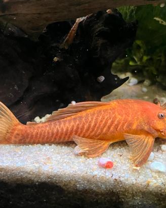 Ancistrus Red XL
