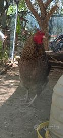 Gallo Ameraucana