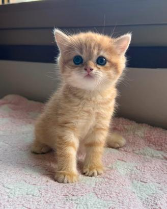 British golden shorthair 