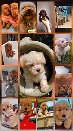 Golden retriver americani